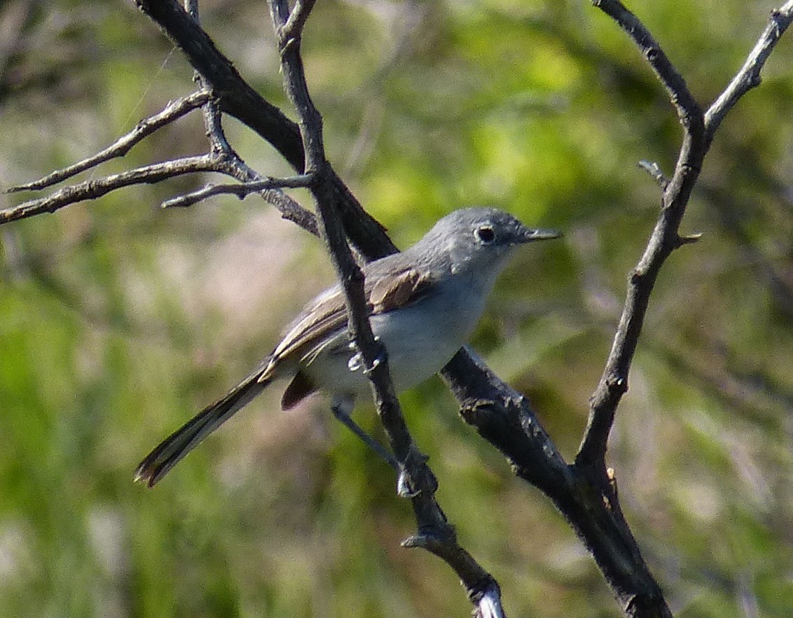 Black-tailed Gnatcatcher - ML644500338