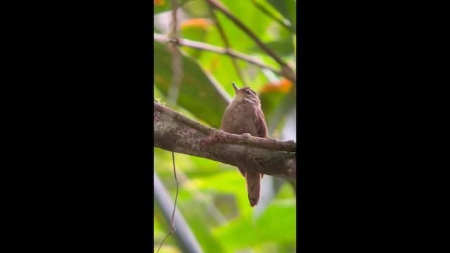 Atlantic Plain-Xenops - ML644500340