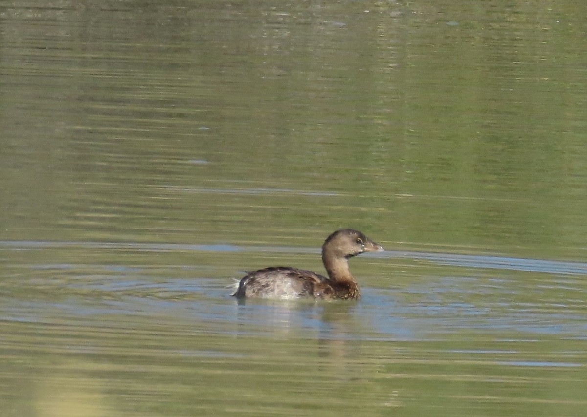 Pied-billed Grebe - ML644500342