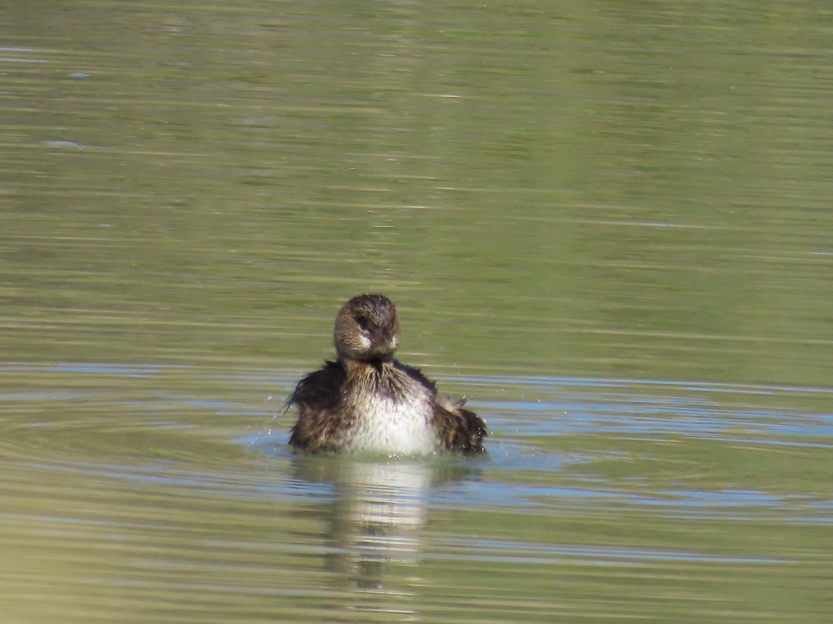 Pied-billed Grebe - ML644500343