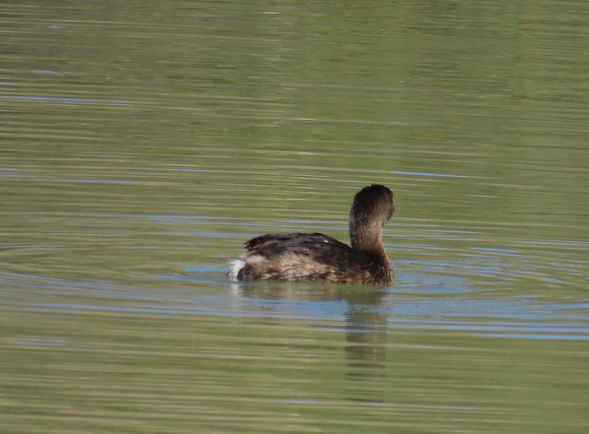 Pied-billed Grebe - ML644500344