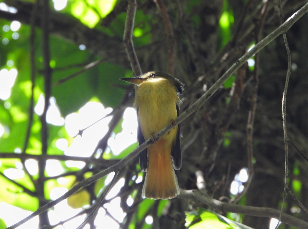 Tropical Royal Flycatcher - ML644500345