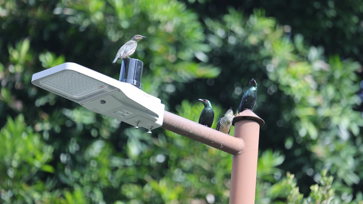 Malay Sığırcığı - ML644500346