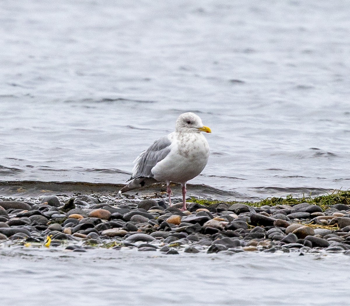 アイスランドカモメ - ML644500379