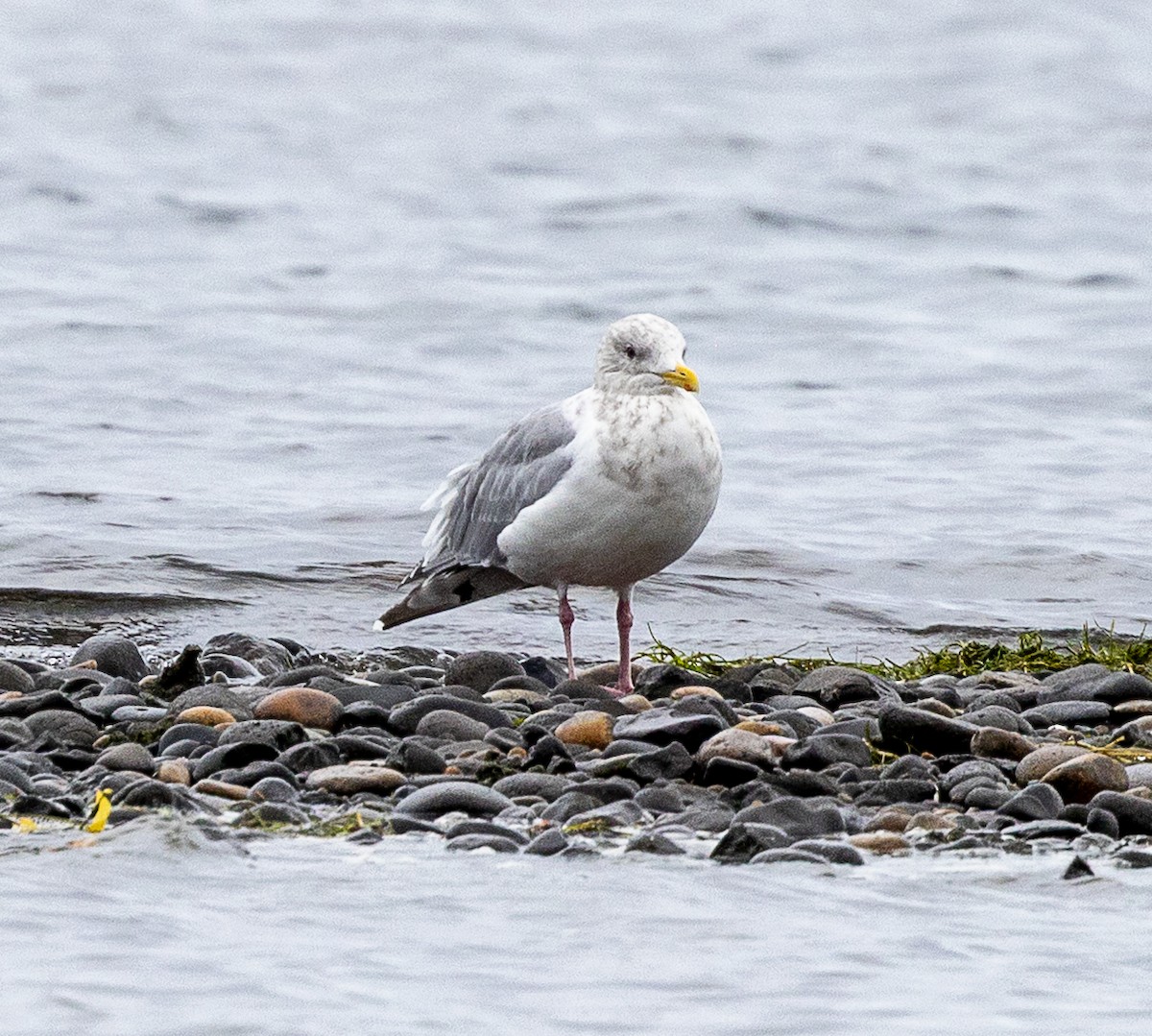 アイスランドカモメ - ML644500380