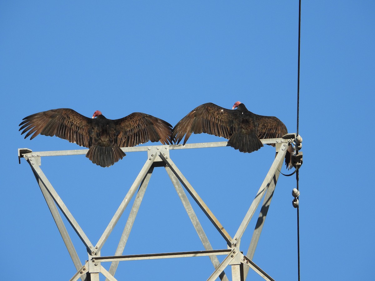 ヒメコンドル - ML644500387