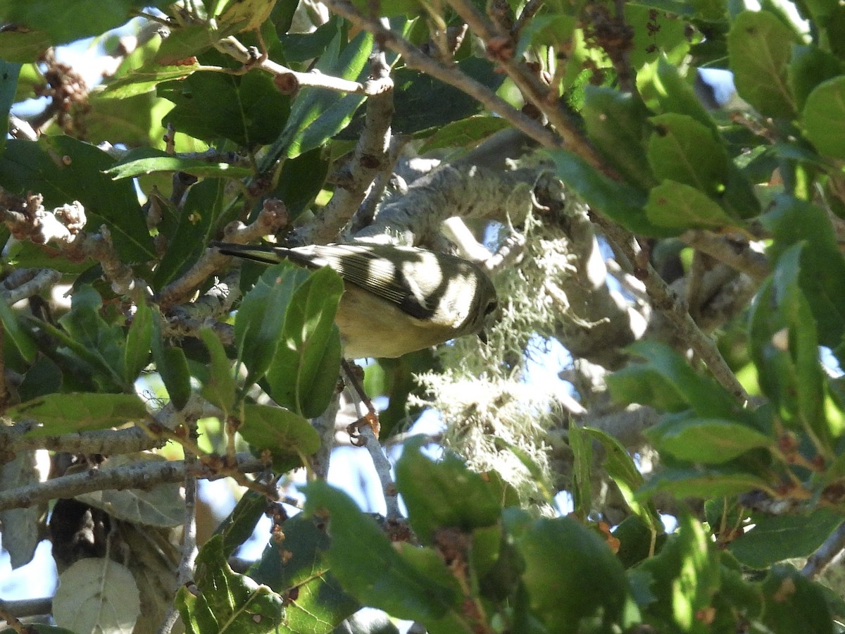 Ruby-crowned Kinglet - ML644500388