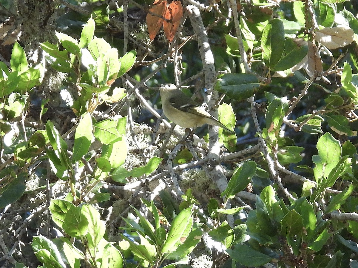 Ruby-crowned Kinglet - ML644500389