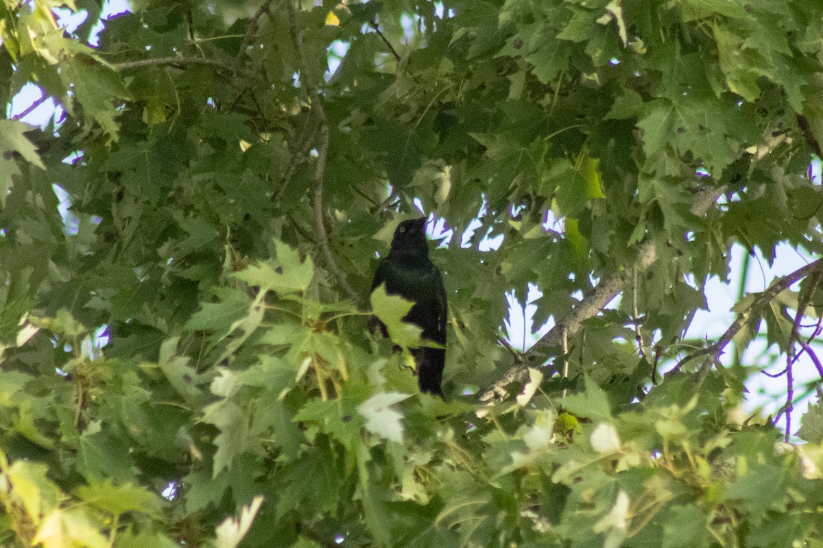 Purpurgrackel - ML644500402