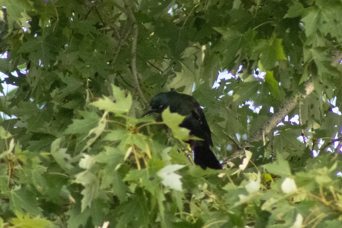 Purpurgrackel - ML644500403