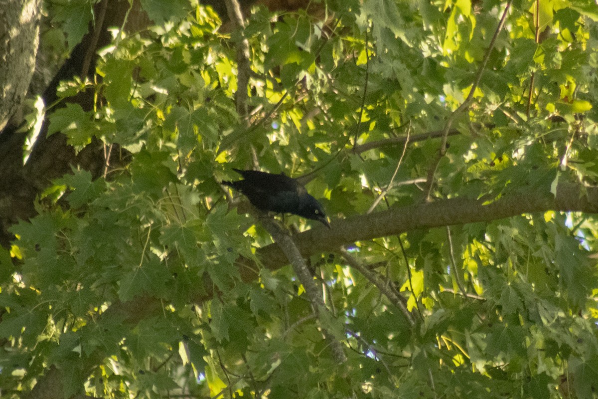 Purpurgrackel - ML644500404