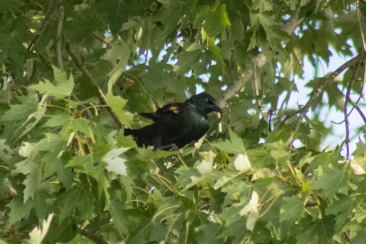 Purpurgrackel - ML644500405