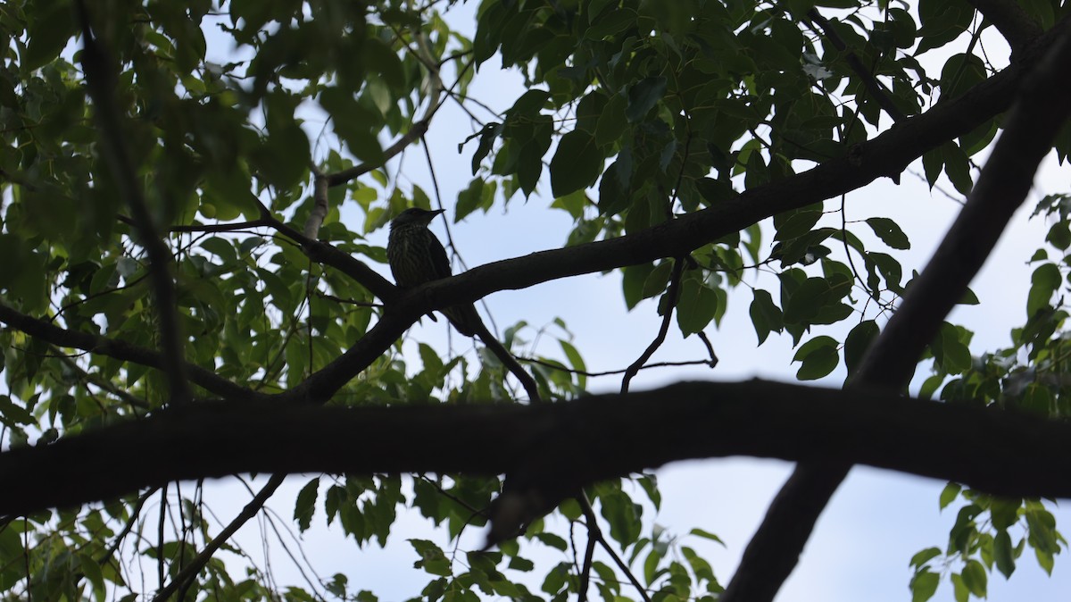 Malay Sığırcığı - ML644500407