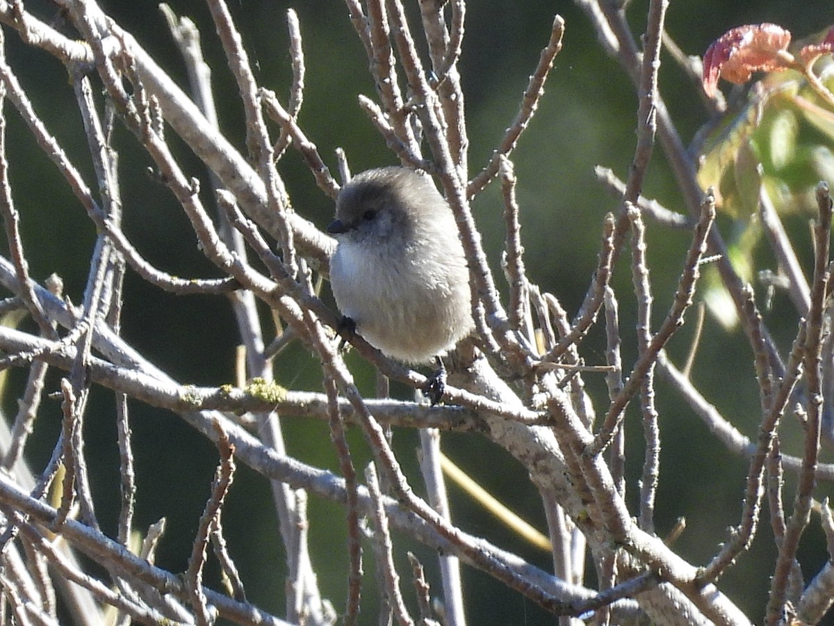 Bushtit - ML644500423