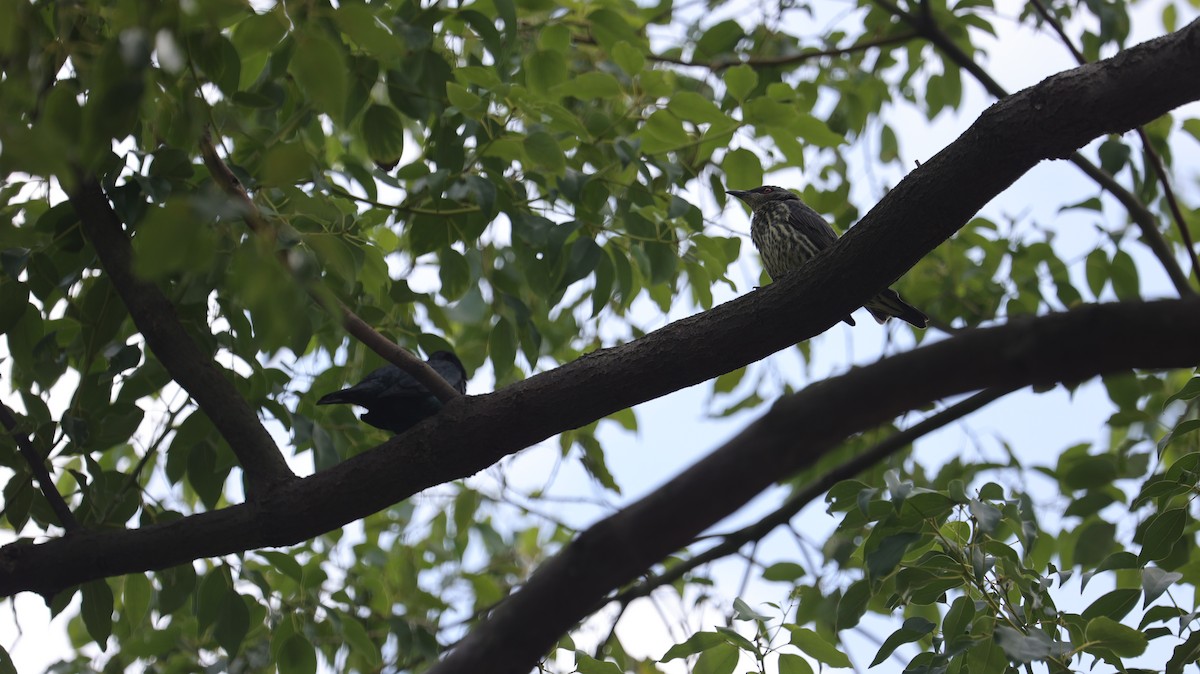 Malay Sığırcığı - ML644500426