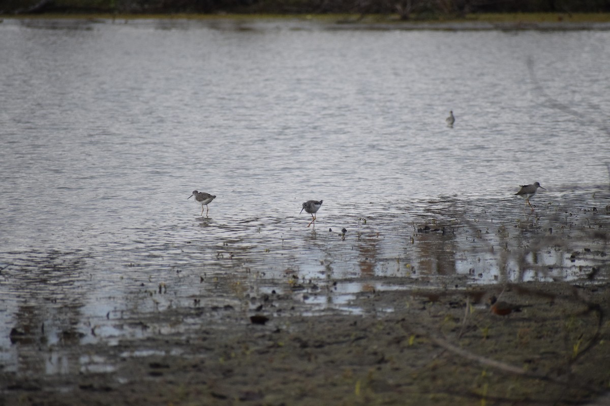 Greater Yellowlegs - ML644500433