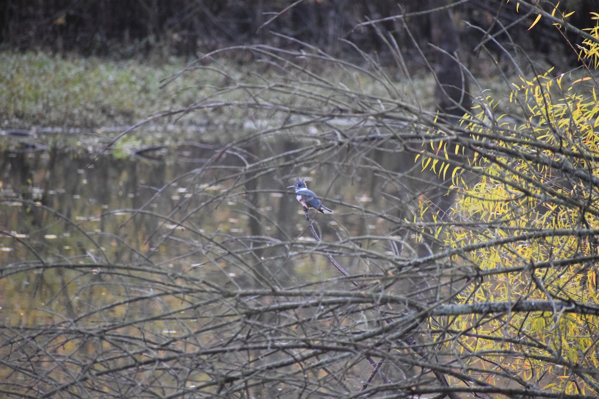 アメリカヤマセミ - ML644500438