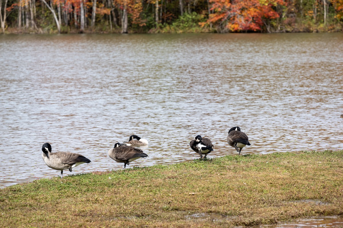 Bernache du Canada - ML644500441