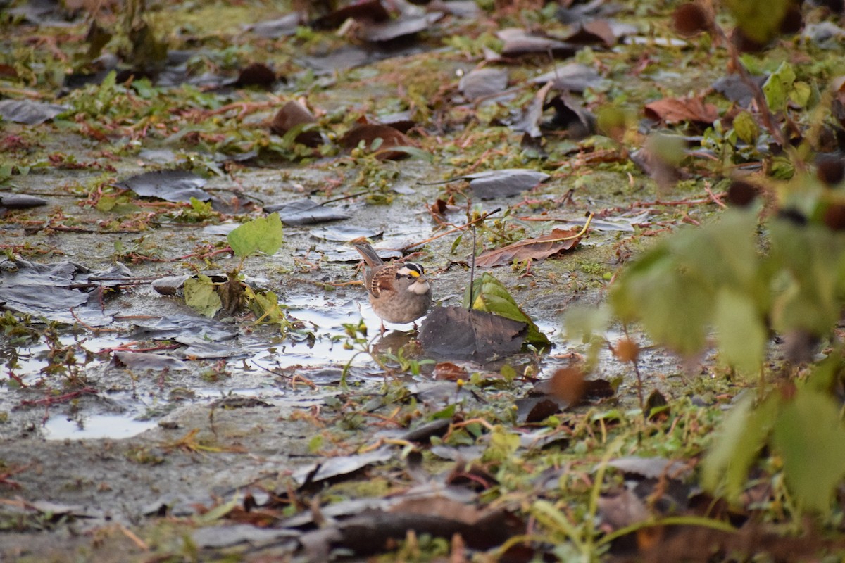 ノドジロシトド - ML644500453