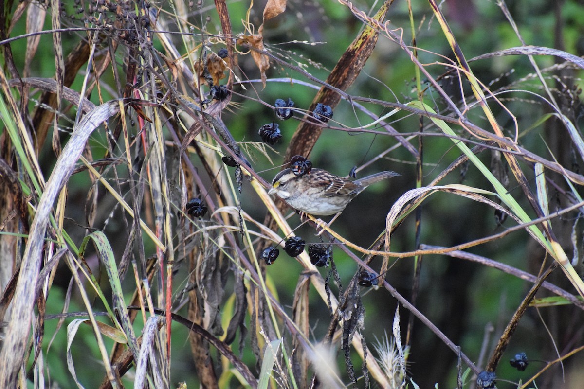 ノドジロシトド - ML644500454