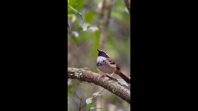 White-bibbed Antbird - ML644500455