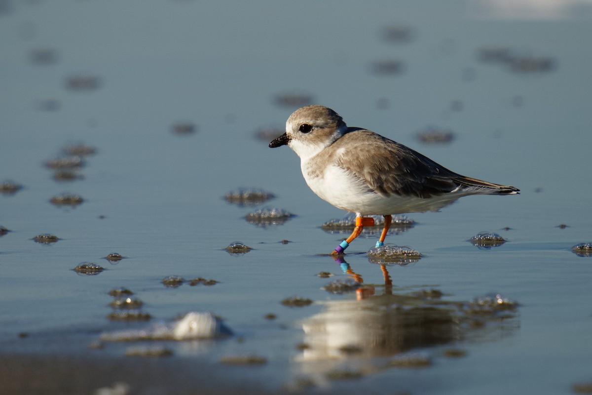 Islıkçı Cılıbıt - ML644500456