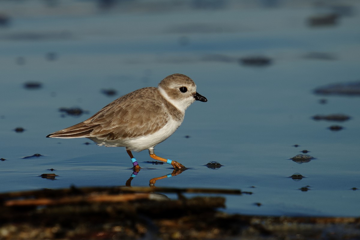 Islıkçı Cılıbıt - ML644500457