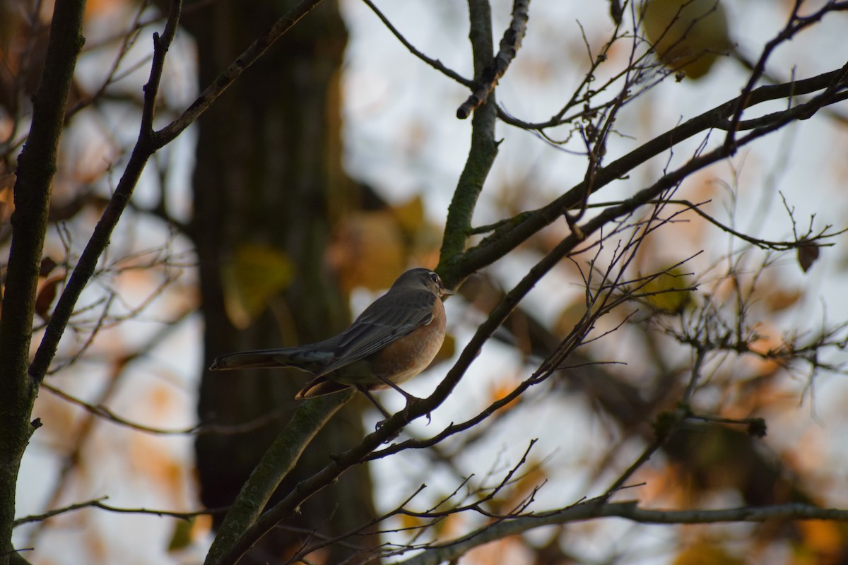 Merle d'Amérique - ML644500463