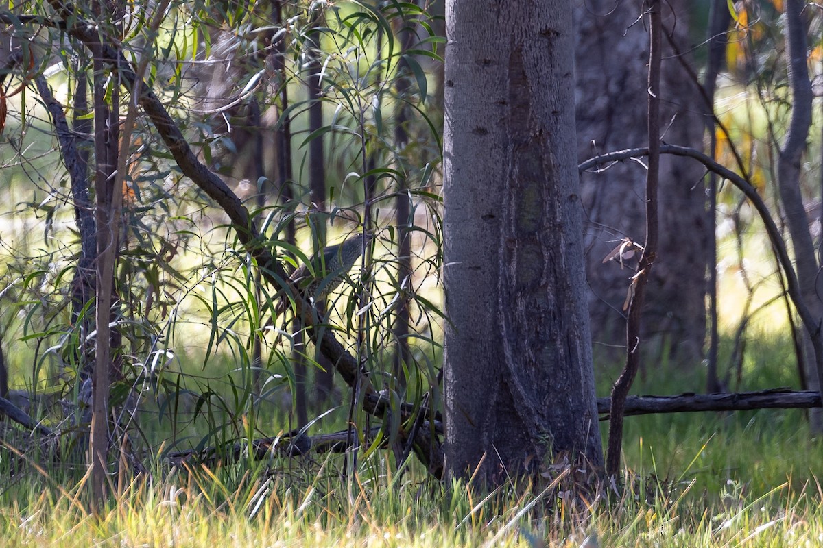 lemčík hedvábný - ML644500474