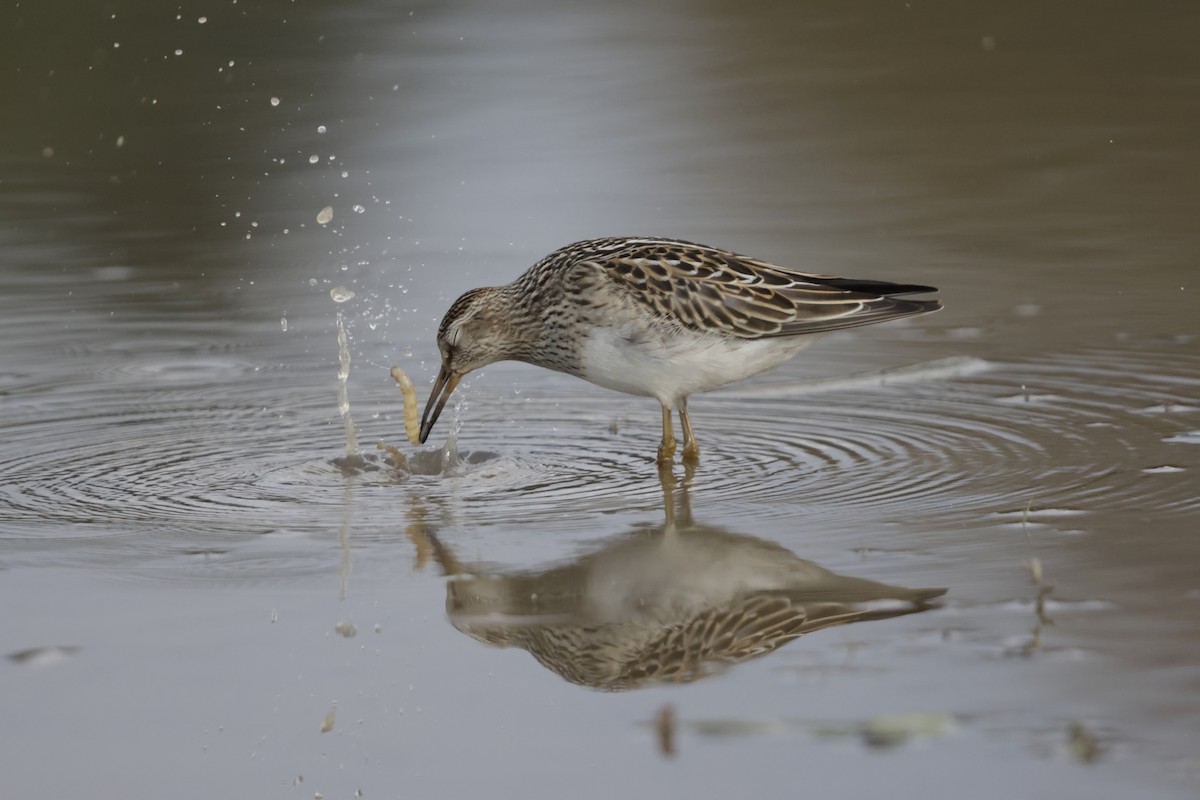 Pectoral Sandpiper - ML644500477