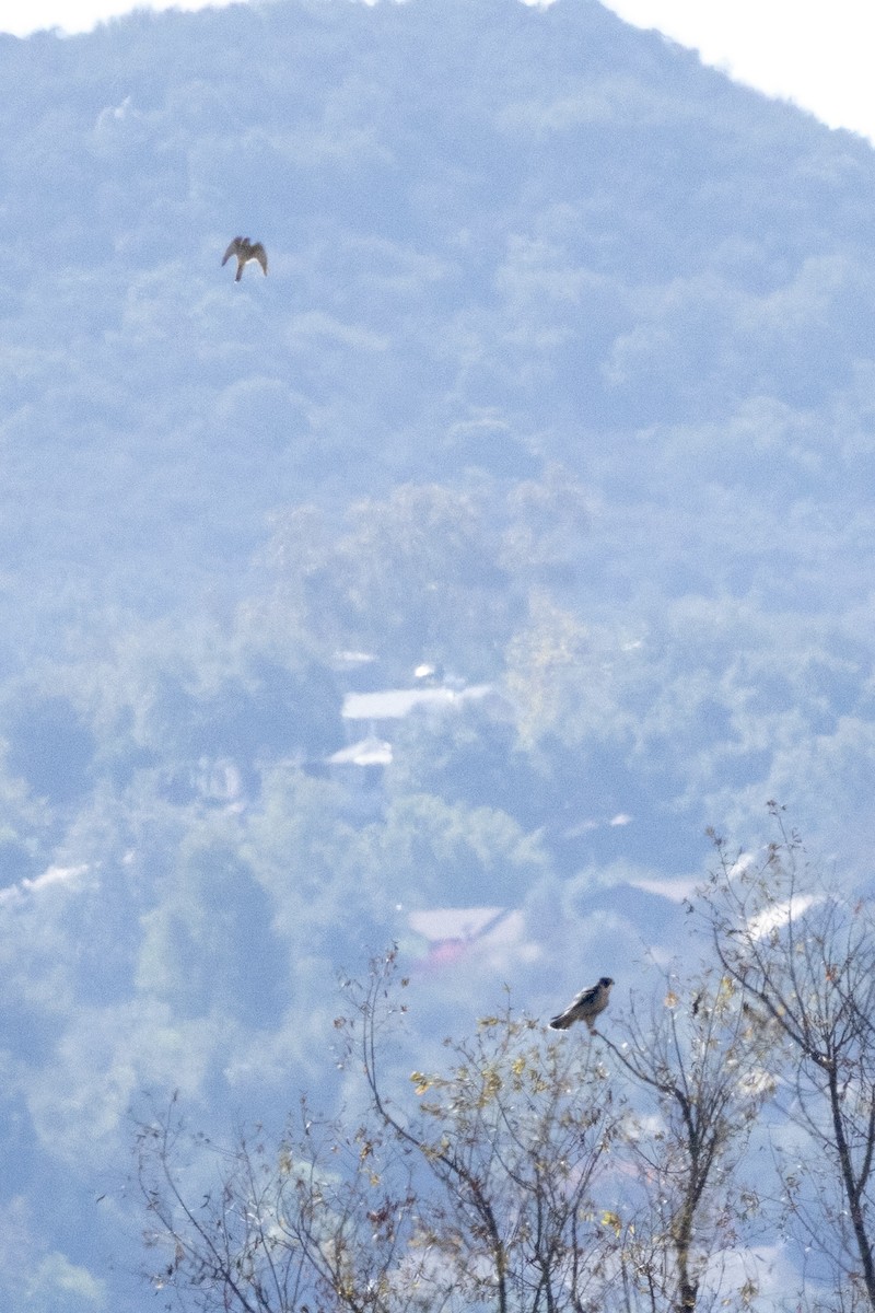 Faucon pèlerin - ML644500485