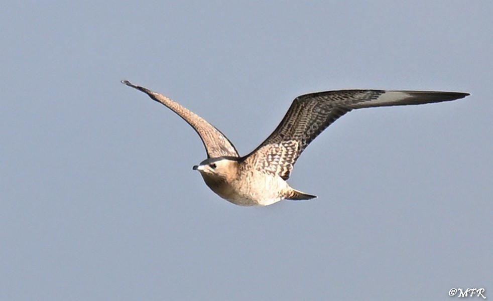 Labbe parasite - ML644500490