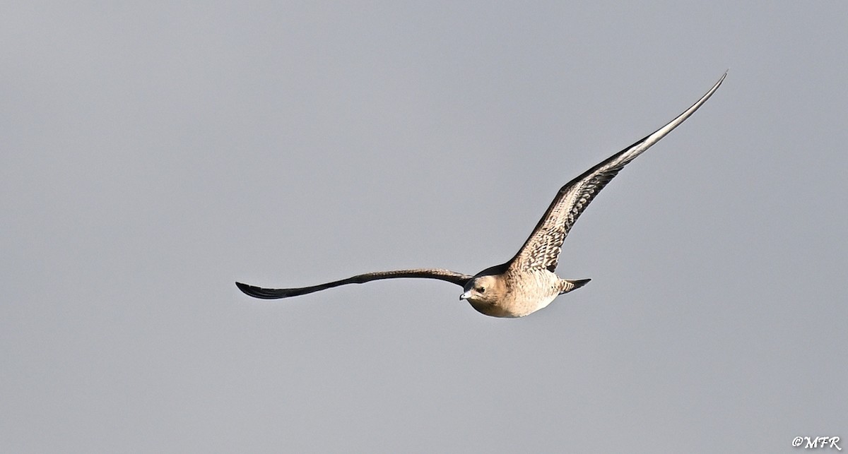 Labbe parasite - ML644500491