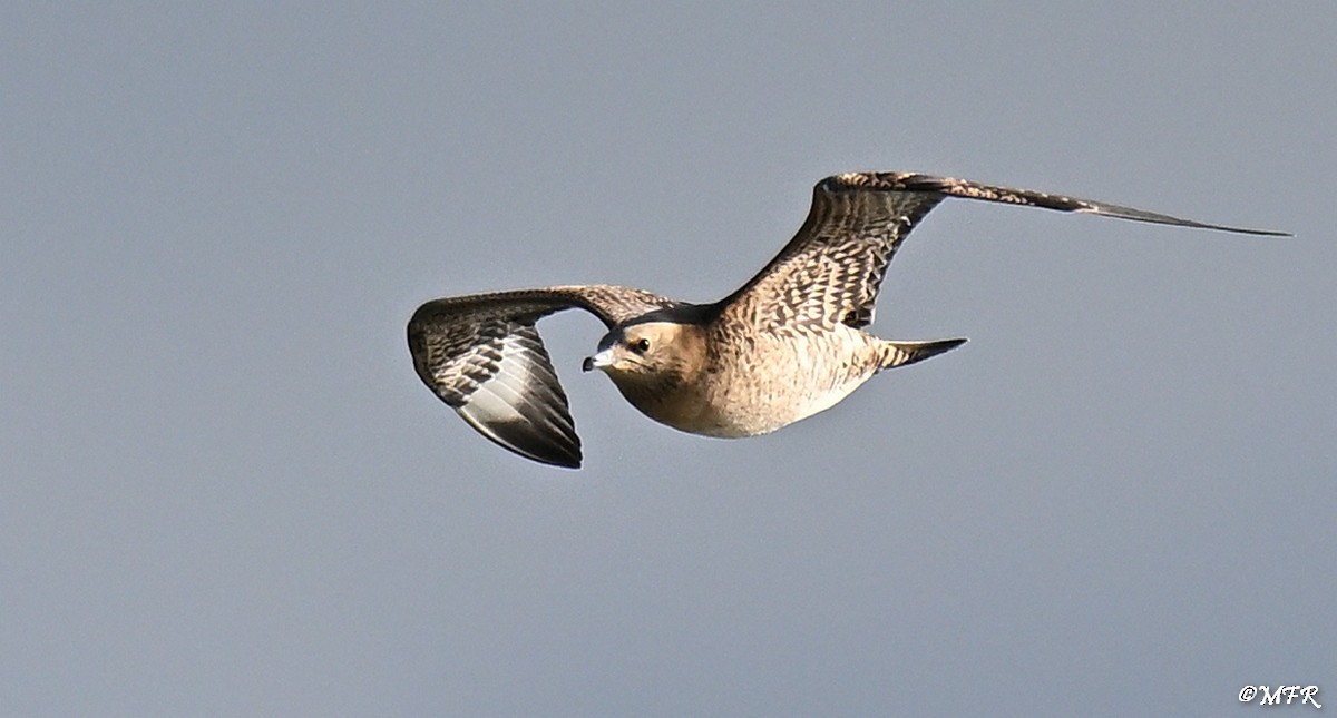 Labbe parasite - ML644500492