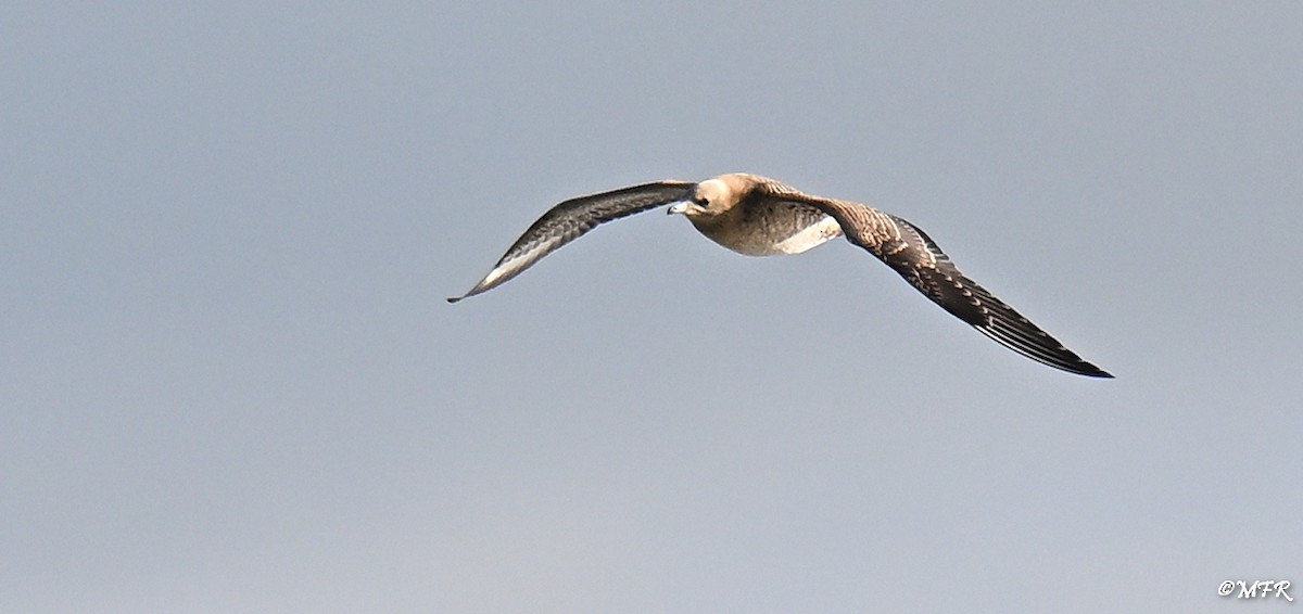 Labbe parasite - ML644500493