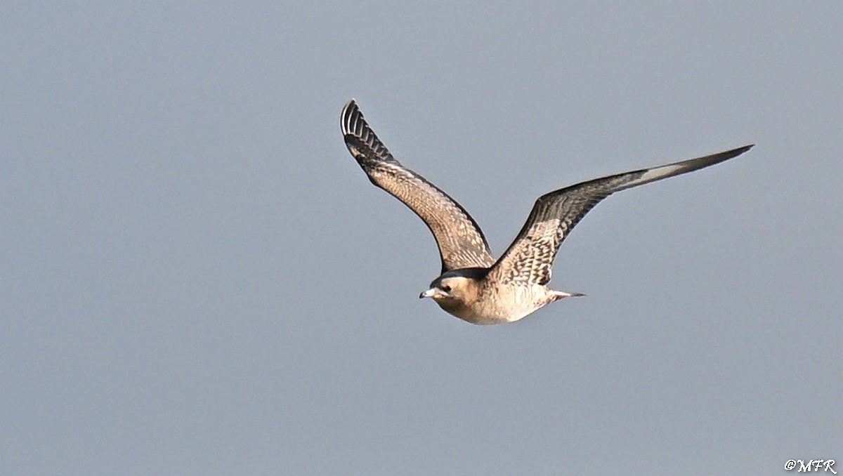 Labbe parasite - ML644500494