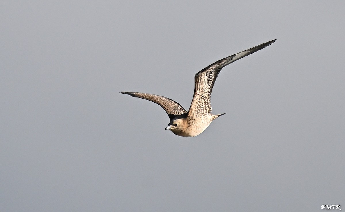 Labbe parasite - ML644500499