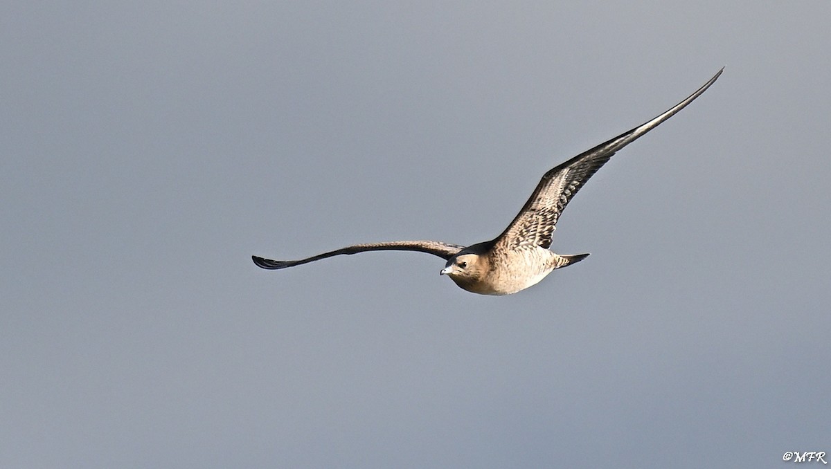 Labbe parasite - ML644500500