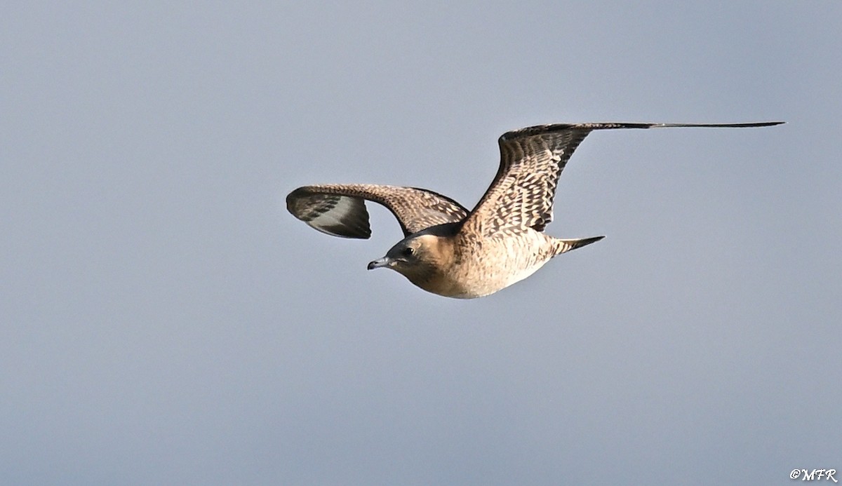 Labbe parasite - ML644500501