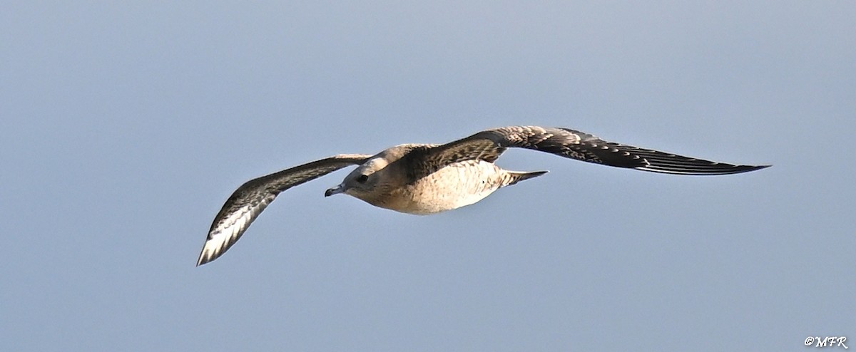 Labbe parasite - ML644500502