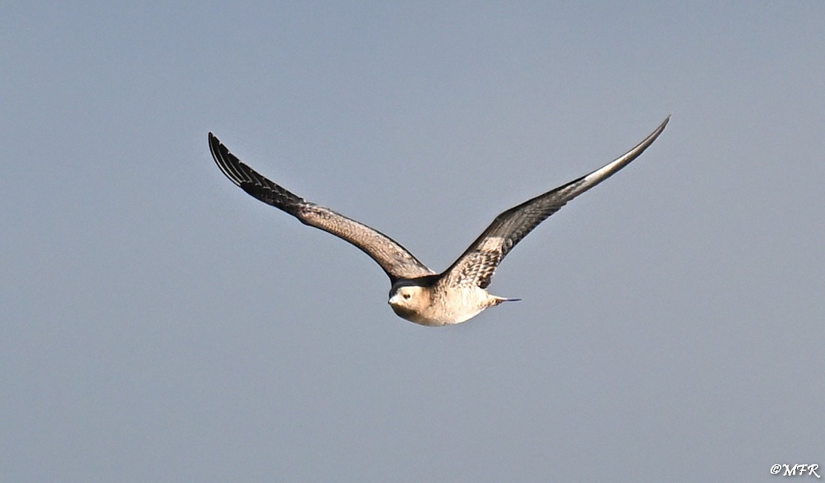 Labbe parasite - ML644500506