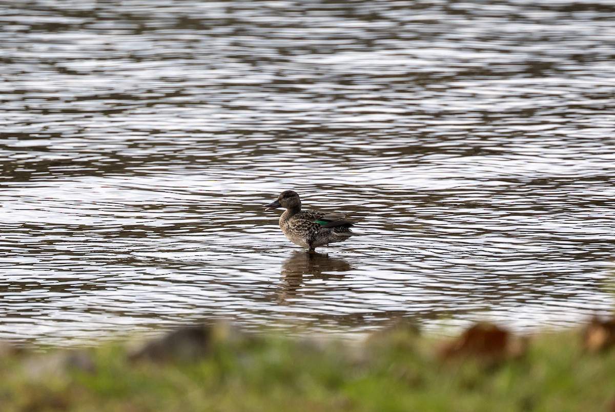 Green-winged Teal - ML644500518