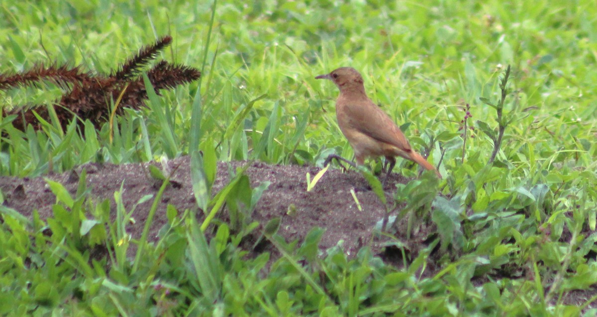 Pas Rengi Çömlekçikuşu - ML644500540