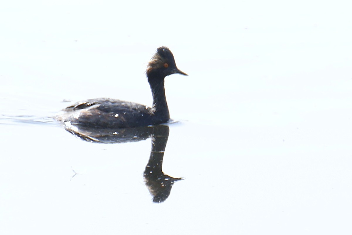 Eared Grebe - ML644500546