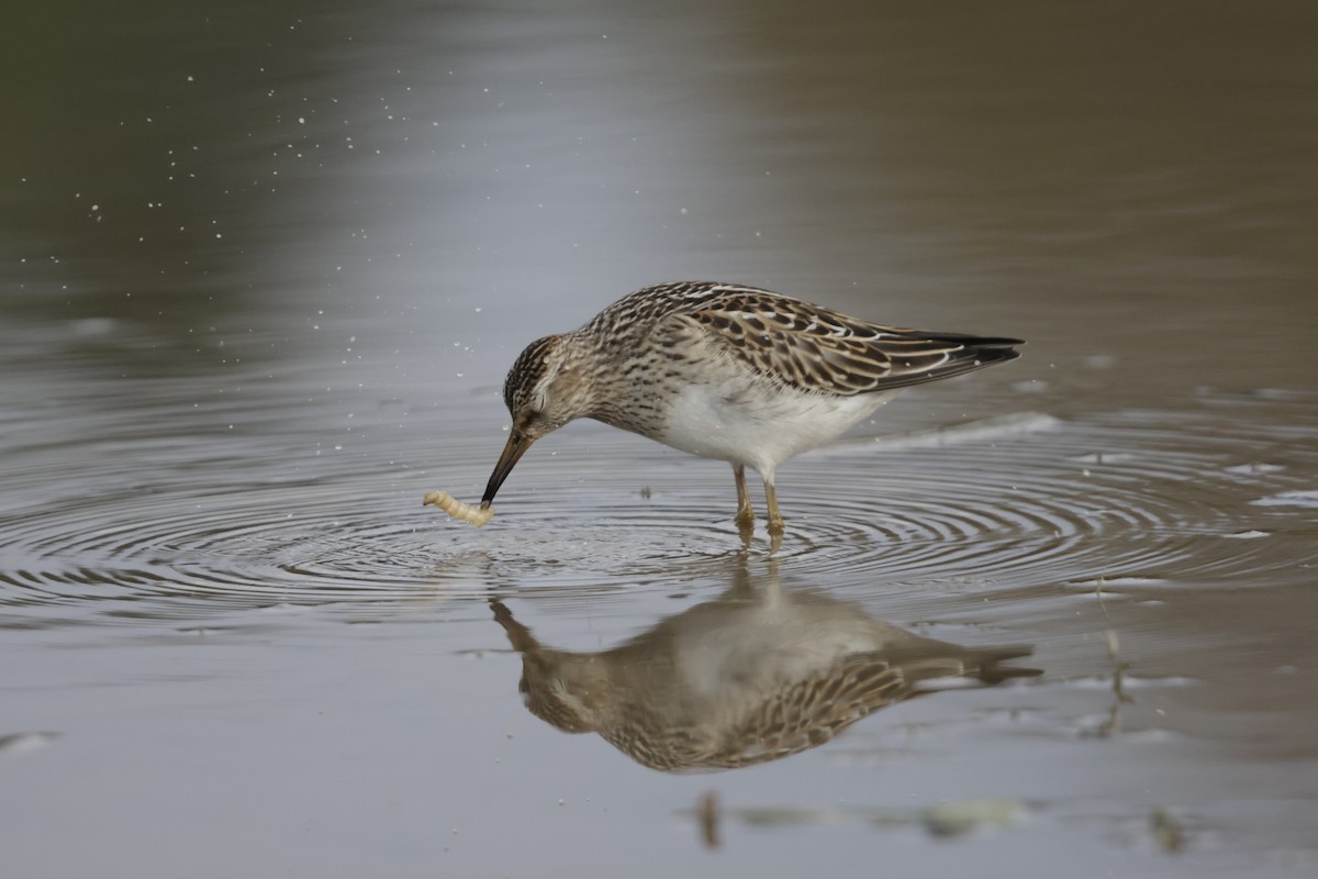 Pectoral Sandpiper - ML644500551