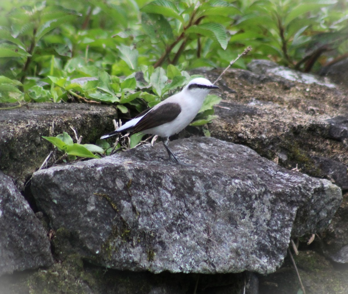Masked Water-Tyrant - ML644500558