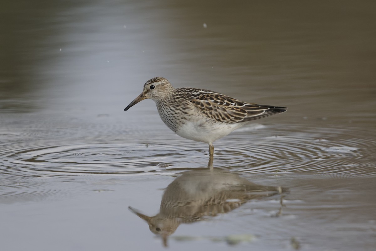 Pectoral Sandpiper - ML644500565