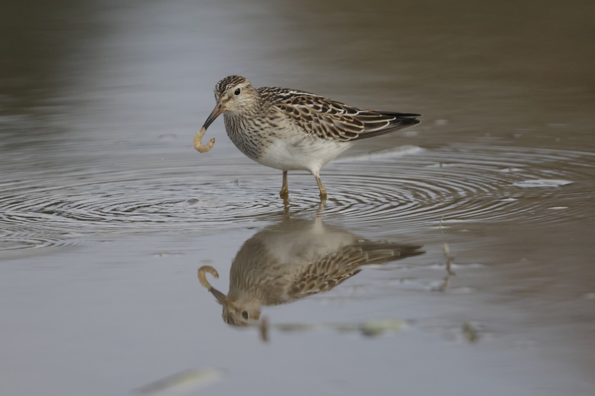 Pectoral Sandpiper - ML644500566