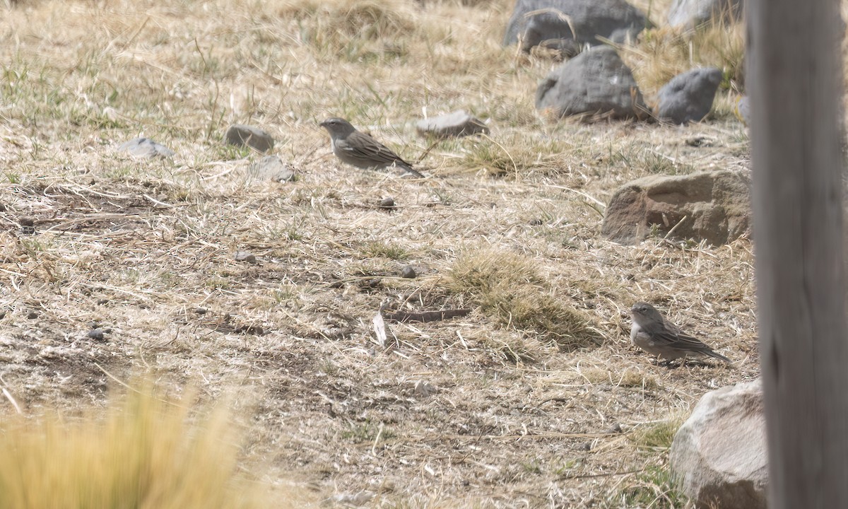 Yal Plebeyo - ML644500593