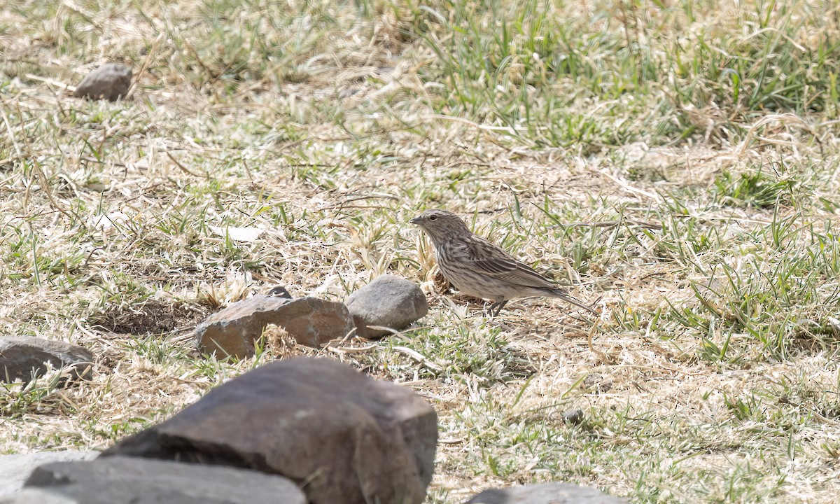 Yal Plebeyo - ML644500594